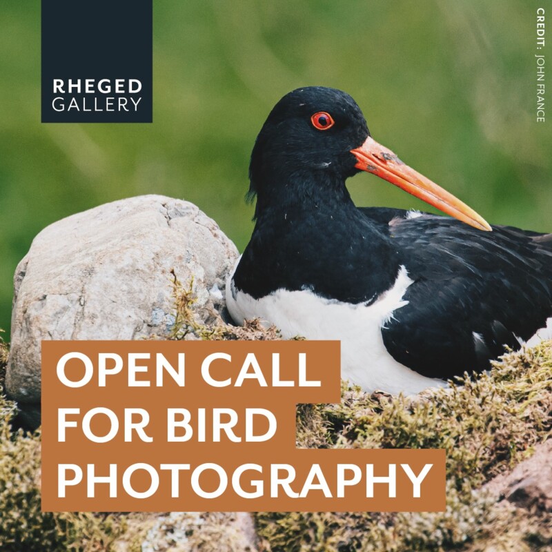 The Brilliance of Birds